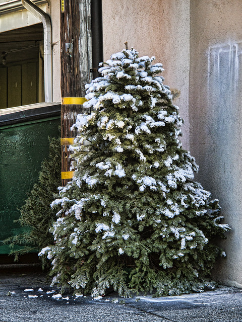 Discarded Christmas tree