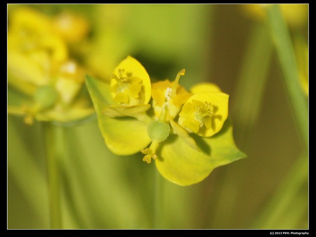 Leafy spurge (Euphorbia esula)