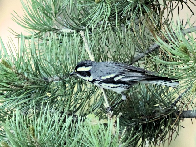 Black-throated Gray Warbler 20130618