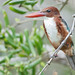white-throated kingfisher (halcyon smyrnensis)
