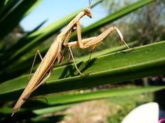 Mante religieuse - Praying mantis