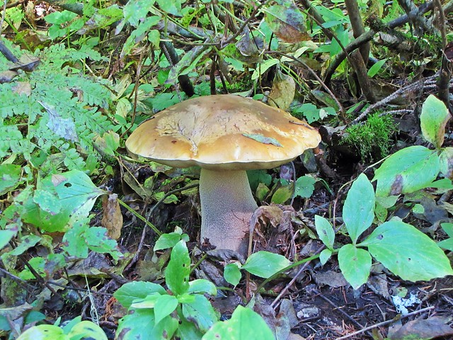 big pillowy mushroom