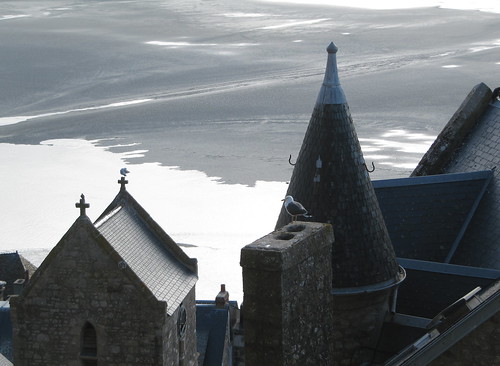 A seagull on the roof - Mont Saint Michel, Normandy, France