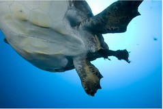 可可斯群島的綠蠵龜正在排泄塑膠垃圾的殘渣。（照片： Cristiano Paoli。）