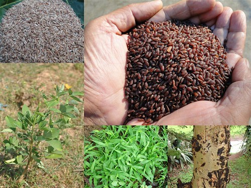 Validated Medicinal Rice Formulations for Diabetes (Madhumeha) and Cancer Complications and Revitalization of Pancreas (TH Group-140) from Pankaj Oudhia’s Medicinal Plant Database by Pankaj Oudhia