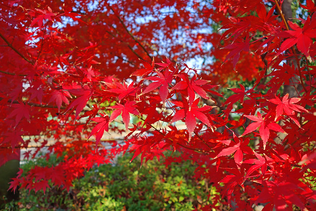 Autumn Leaves of Japanese Maple / 紅葉 - 無料写真検索fotoq