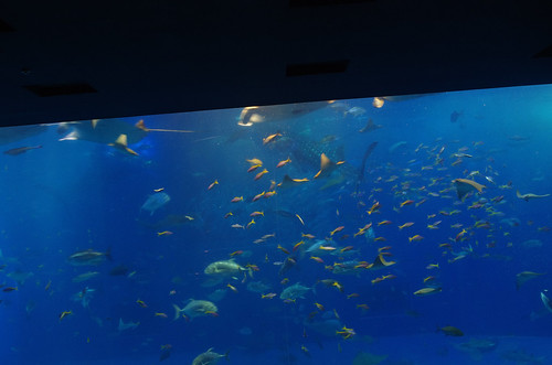 churaumi aquarium