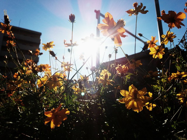 sun and flowers
