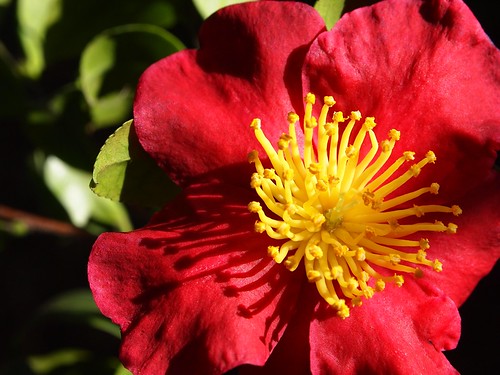 Red Camellia Flowers - 4