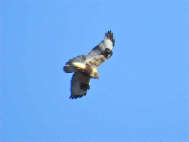 Adult Light Morph Female Rough-legged Hawk near Downs, IL
