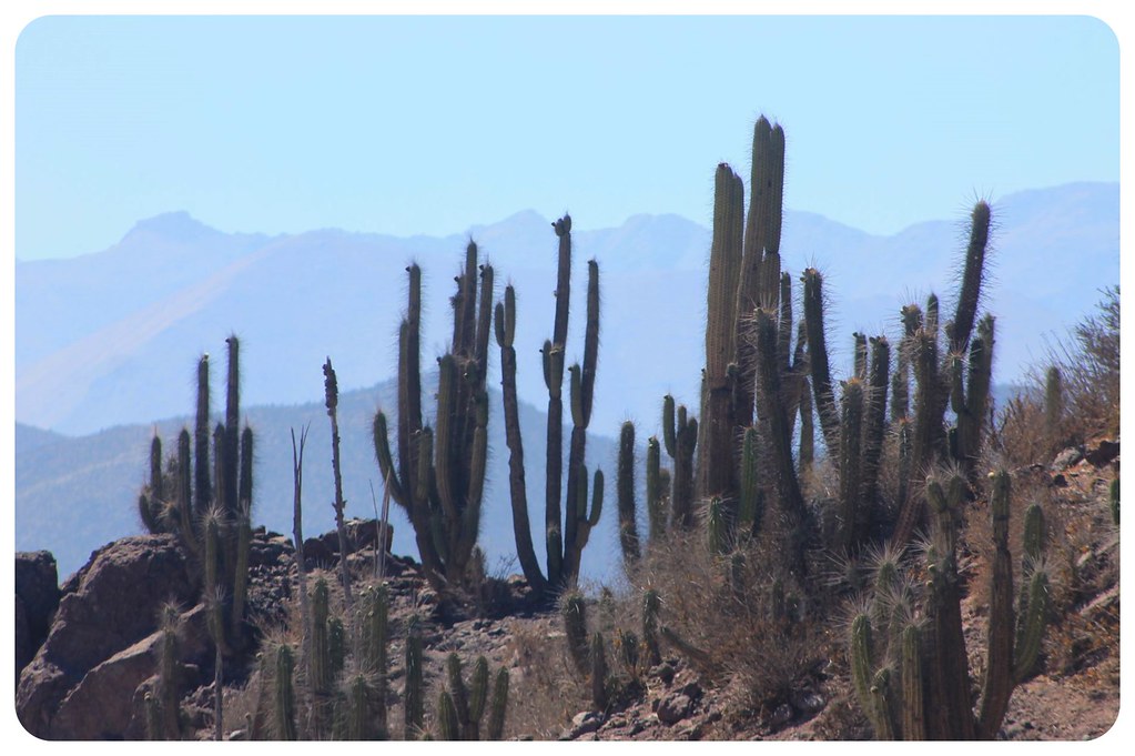 elqui valley cacti chile
