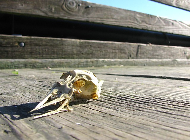 Bird skull on the dock