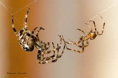 ARACHNIDA ( Araignées, Spiders,Ragni)