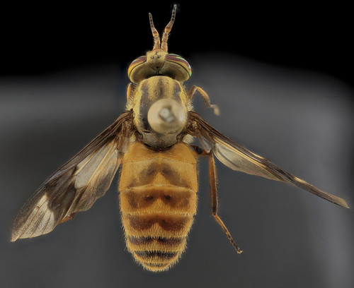 Tabanidae, U, Back, MD, Bowie_2013-06-26-17.27.46 ZS PMax