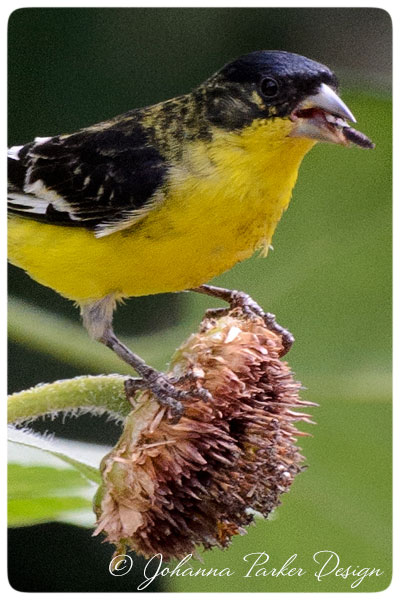 Lesser-Goldfinch-poser