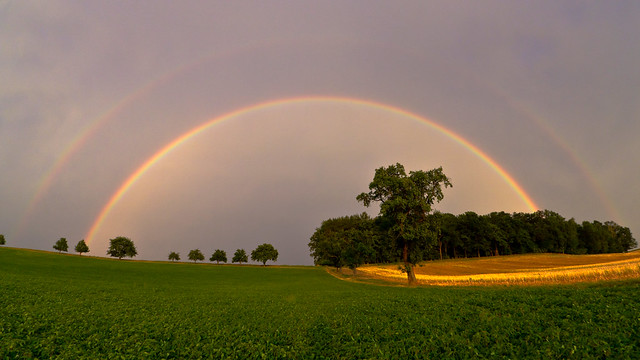 field, tree, rainbow