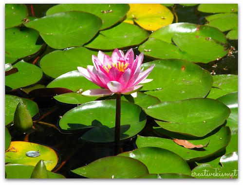 lotus flower at Balboa park