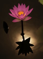 Lotus and Water Lilies
