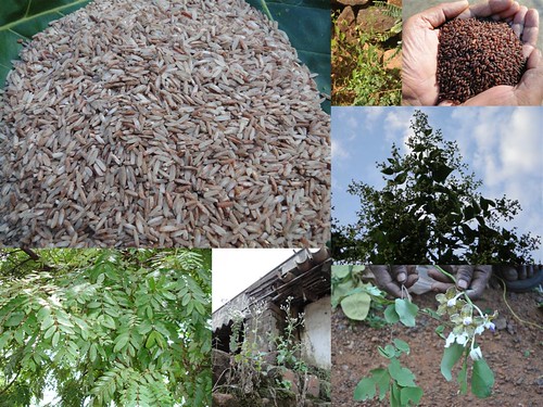 Validated Medicinal Rice Formulations for Diabetes (Madhumeha) and Cancer Complications and Revitalization of Pancreas (TH Group-142 special) from Pankaj Oudhia’s Medicinal Plant Database by Pankaj Oudhia