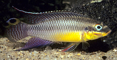 Cichlidae (Cichlids)