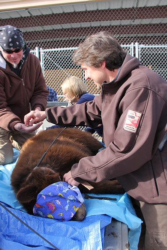 Utah Division of Wildlife Resources’ mammals program coordinator John Shivik places a radio-collar on a black bear cub in preparation for its release. The Division will monitor the cub and its sibling who were recently housed at the NWRC Utah field station to ensure they adjust back to life in the wild.  Photo by USDA Wildlife Services