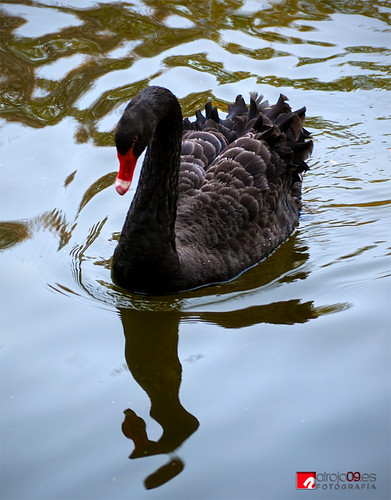 Cisne negro | Parque de El capricho | Madrid by alrojo09