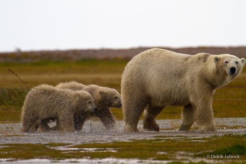 Mother Polar Bear and Cubs