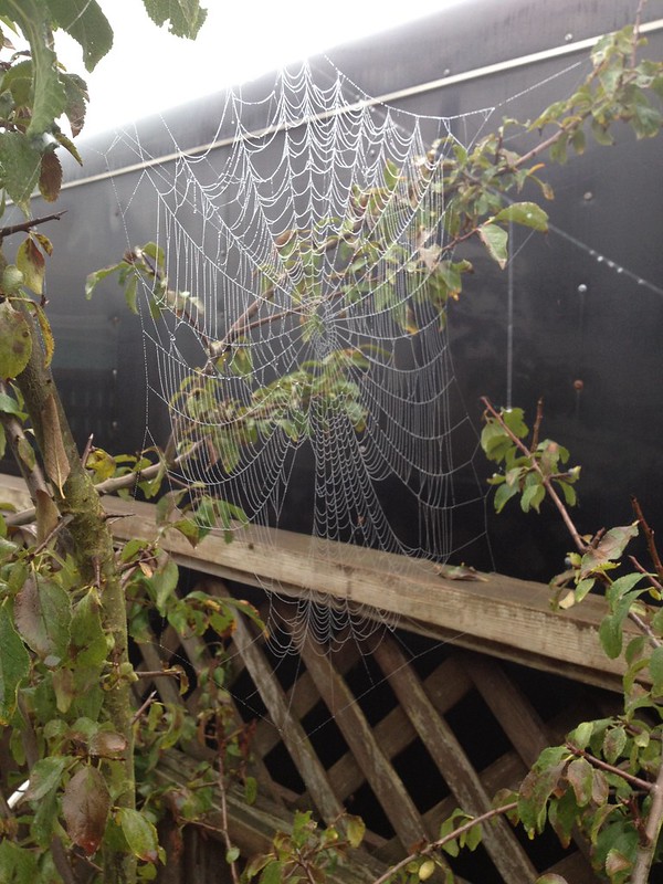 misty morning web