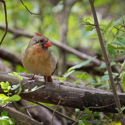Female Northern Cardinal by andiwolfe