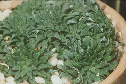Haworthia parksiana by bruce.brethauer