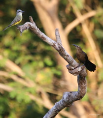 IMG_9237   Le tropical kingbird et le Quiscale à longue queue (femelle) une nouvelle fable de la Fontaine ??!!