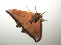 Moth (J)