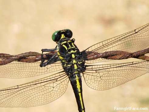 Dragonfly up close (5) - FarmgirlFare.com