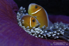 Palau Reef & Fish 