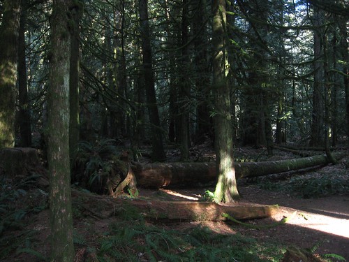 Cathedral Grove 02