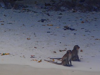 Oh hey, monkies on Monkey Island