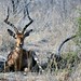 single springbok
