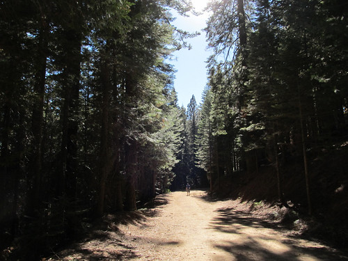  Walking through Merced Grove – one of the many trails located within Yosemite National Park