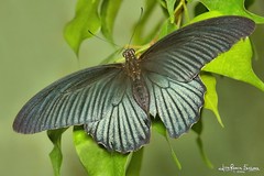 Butterflies - Tximeletak - mariposas