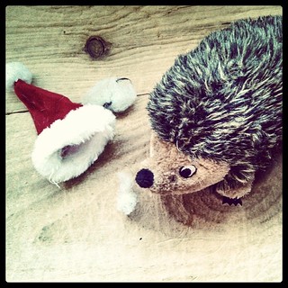 Sophie loves her hedgehog, so Daddy got her a new one for her birthday...with a Santa hat. It lasted one night... #dogtoys