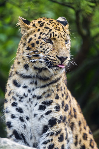 Leopard with tongue a bit showing by Tambako the Jaguar