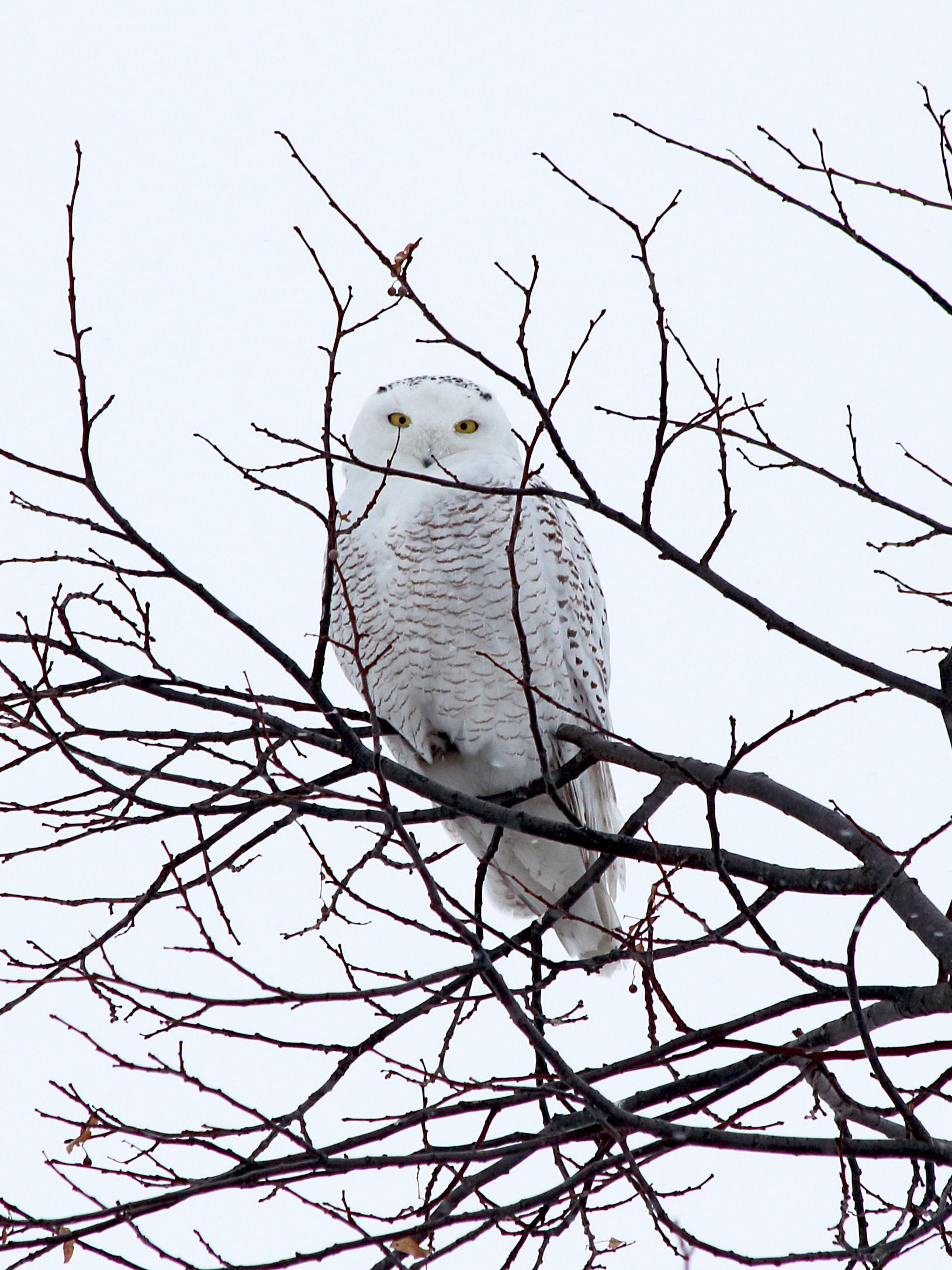 clipart snowy owl - photo #40
