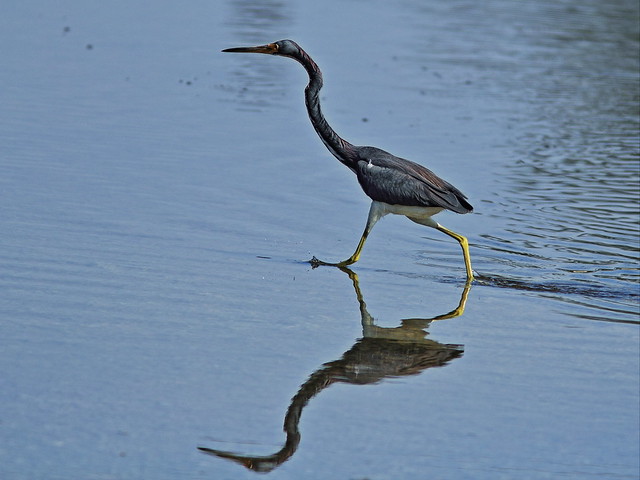 Tricolored Heron actively foraging 20140125