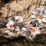 In the neighborhood: Apricot Blossoms - 7