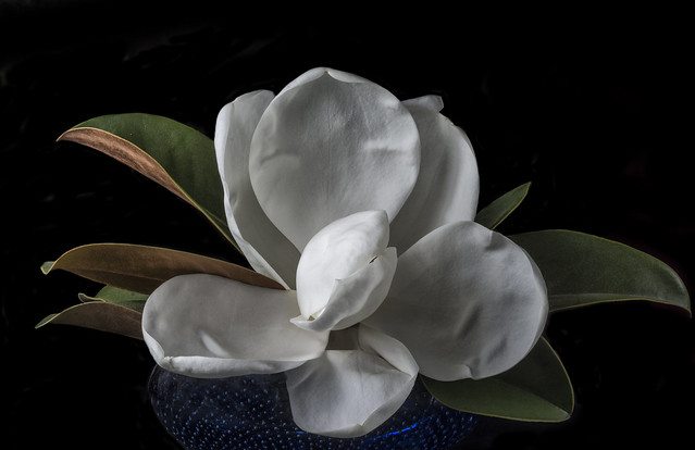 Magnolia Blossom In A Blue Bowl