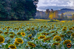 Fausett Farms Sunflower Farm - Dawsonville, GA