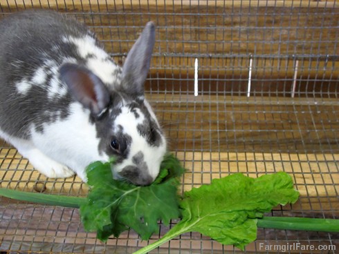 (30-8) The month of rabbit sitting is going well and Penelope loves her fresh garden greens - FarmgirlFare.com
