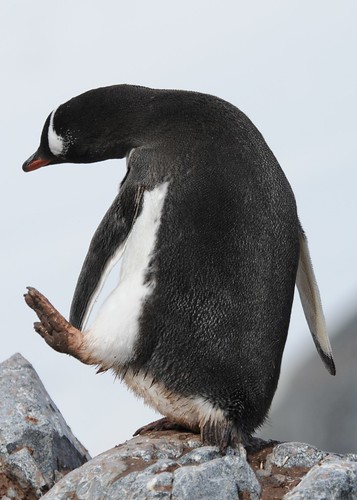 Gentoo Penguin by Jean-François Hic
