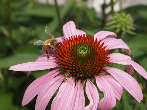 Oberlin College Visit - Echinacea with bees