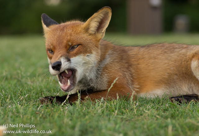 close ups of lying down fox-7
